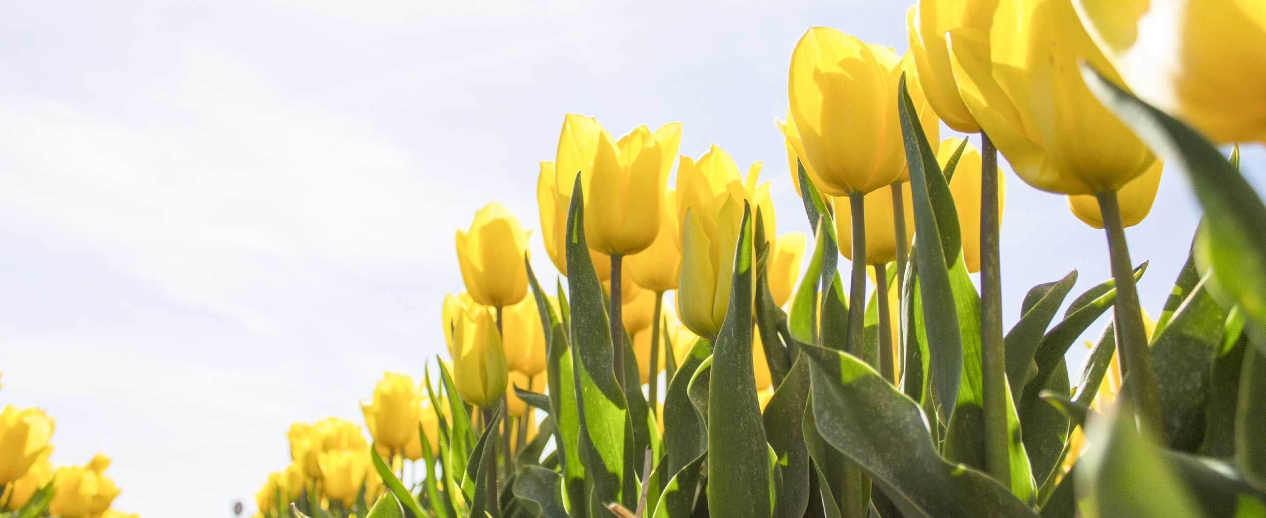 State Services for Victims of Crime - CA Victim Compensation Board